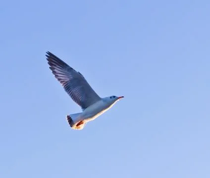 Seagull flying on blue sky Stock Photos