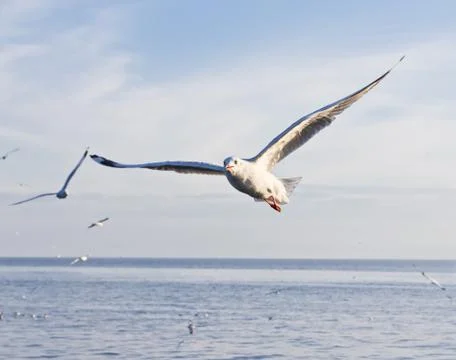 Seagull flying on blue sky Stock Photos