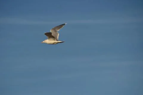 Seagull flying on blue sky Stock Photos