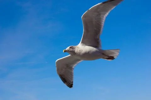 Seagull flying on blue sky Stock Photos