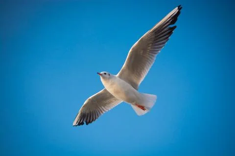 Seagull flying in blue sky Stock Photos