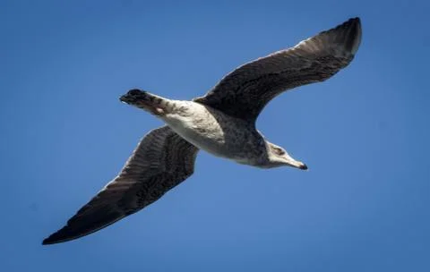 A seagull flying in the blue sky Stock Photos