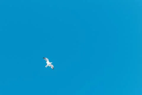 Seagull flying on a blue sky Stock Photos