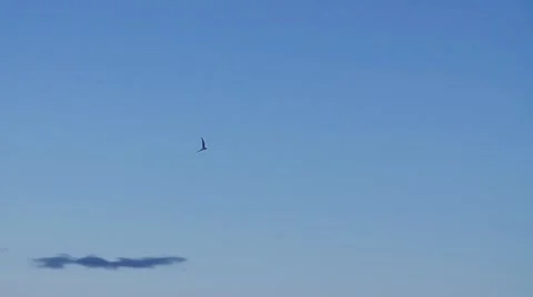 Seagull flying in blue sky. Shot in slow motion 動画素材 51088015