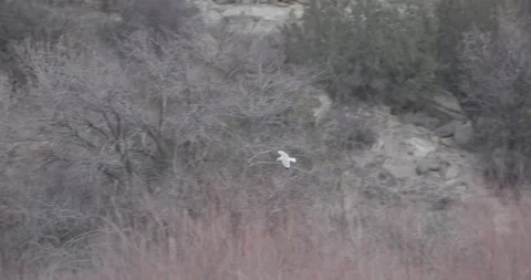 Seagull Flying with Canyon Wall in Background, Winter Season, 7K Stockbeeldmateriaal 333264538