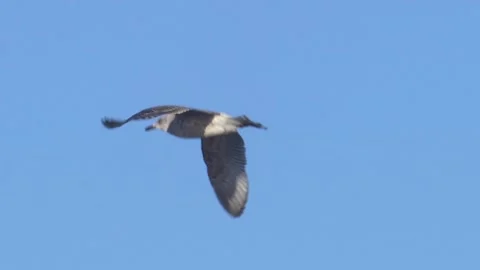 Seagull Flying on Clear Sky Background Slow Motion Stock Footage 151230849