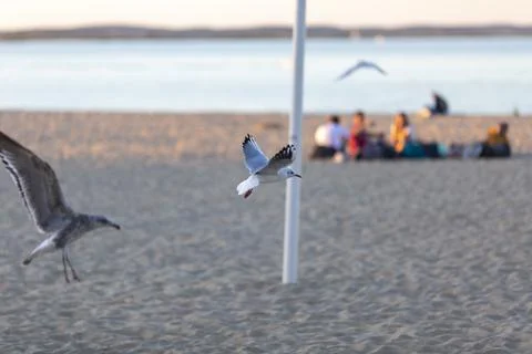 Seagull flying in clear sky at summer day. Stock Photos