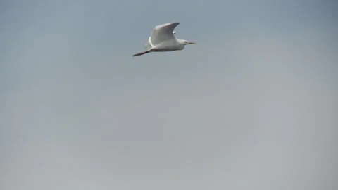 Seagull flying clear sky tracking shot Stockbeeldmateriaal 289471993