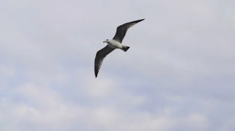 Seagull flying close to camera in slow motion over cloudy sky Stock Footage