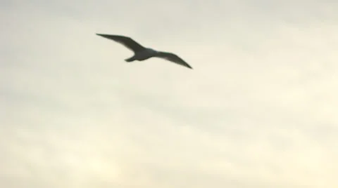 Seagull Flying Close Video stock 25137031