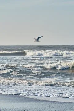 Seagull flying close over rough waves at the north sea Stock Photos