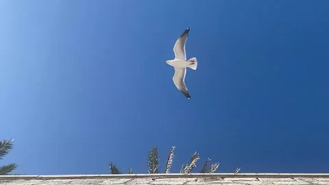 Seagull flying close to wall and palm trees in slow motion Stock Footage 243747435