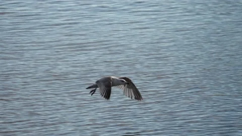Seagull flying close to water surface fluttering wings landing by beach Stock Footage 178906766