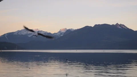 Seagull flying closely in slow motion whith mountain and lake at sunset Stock Footage 87696282