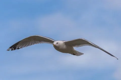 Seagull flying clouds blue sky Stock Photos