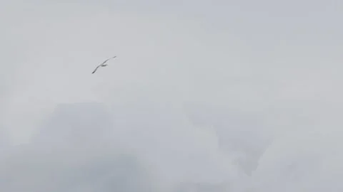 Seagull flying on cloudy background Stock Footage 168311116
