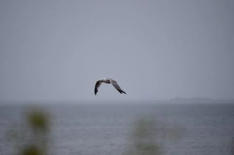 Seagull flying with cloudy background Stock Photos