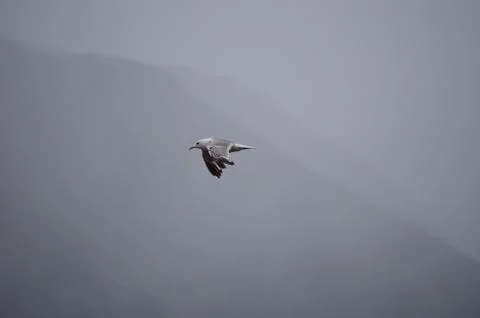 Seagull flying with cloudy background Stock Photos