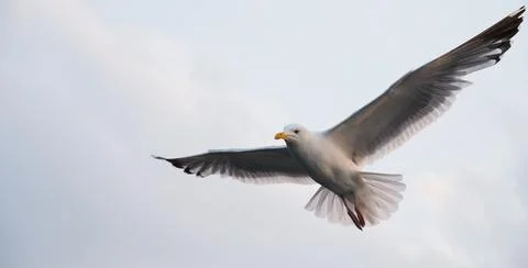 Seagull flying in the cloudy sky. Close-up. Copy space for text. Banner. Stock Photos