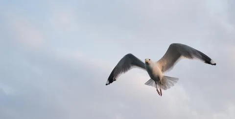 Seagull flying in the cloudy sky. Close-up. Copy space for text. Banner. Stock Photos