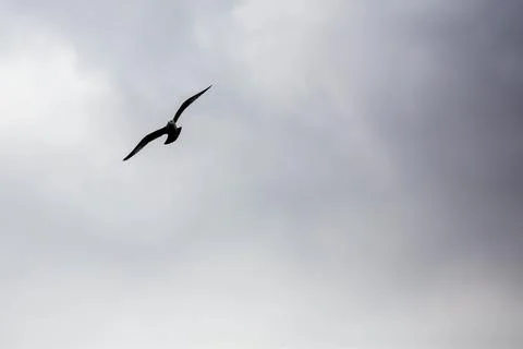 Seagull flying in a cloudy sky with copy space Stock Photos