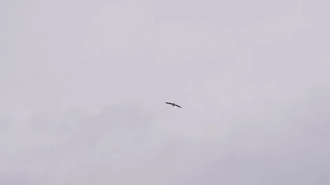 Seagull Flying in Cloudy Sky Stock-Footage 301024394