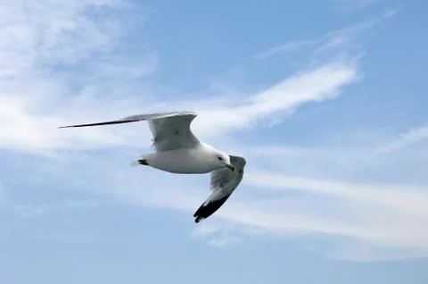 Seagull flying in a cloudy sky Stock Photos
