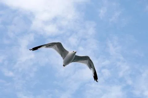 Seagull flying in a cloudy sky Stock Photos