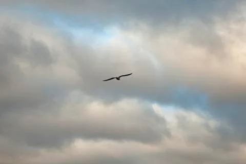 Seagull Flying in the Cloudy Sky Stock Photos