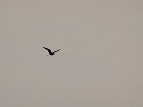 Seagull flying on a cloudy sky Stock Photos