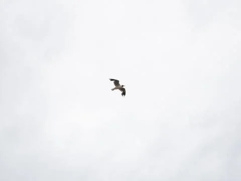 Seagull flying cloudy sky Stock Photos