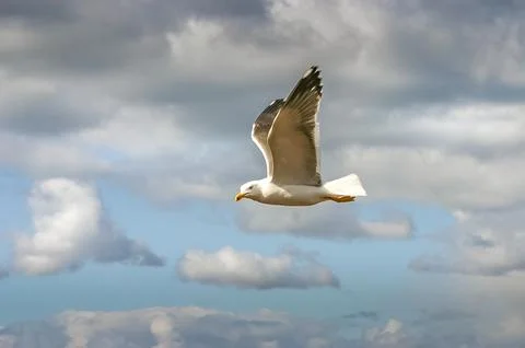 Seagull flying on a cloudy sky Фото