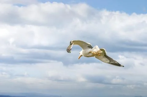 Seagull flying on a cloudy sky Stock Photos