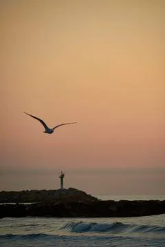 Seagull flying on the coast Stock Photos