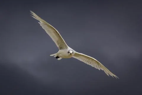 Seagull flying in a dark cloudy sky Stock Photos