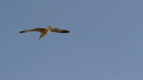 Seagull flying directly above camera Stock Footage 33739605