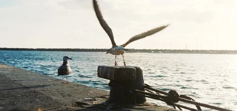 Seagull flying off dock Stock Footage 124297673