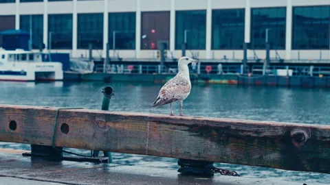 A seagull flying off the dock Stock-Footage 331729227