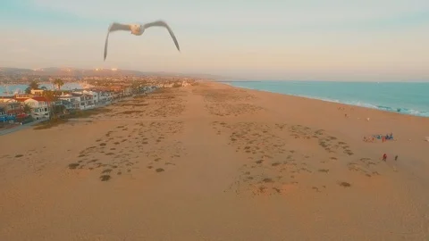 Seagull flying down the coast over the beach on sunny day. Stock Footage 85653535