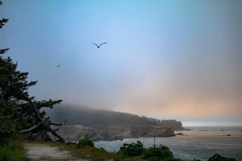 Seagull flying down the coast Stock Photos
