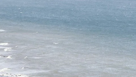 Seagull flying down towards shore 4K Stock Footage 336512906