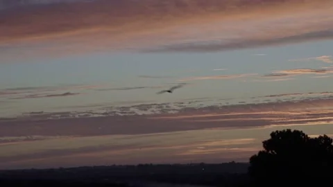Seagull flying during sunrise Stock Footage 238766633