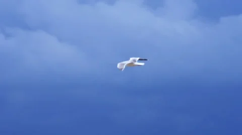 Seagull flying Video stock 919570