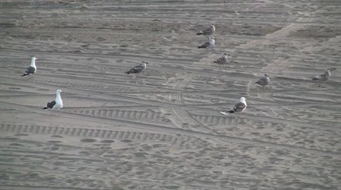 Seagull Flying Video stock 7728065