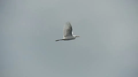 Seagull flying Stock-Footage 7904009
