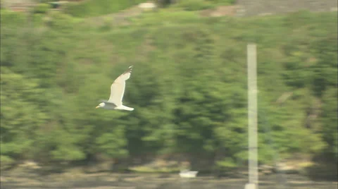 Seagull Flying Stock Footage 37173330