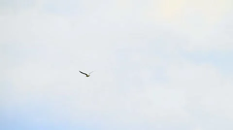 Seagull flying Stock Footage 40675984
