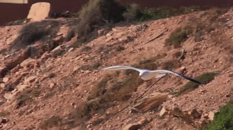 Seagull flying Stock Footage 57386948