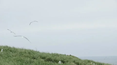 Seagull flying Stock Footage 57648801
