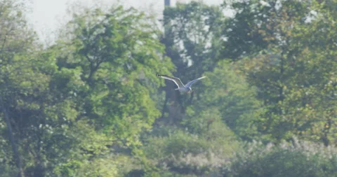 Seagull Flying Stock Footage 133018603